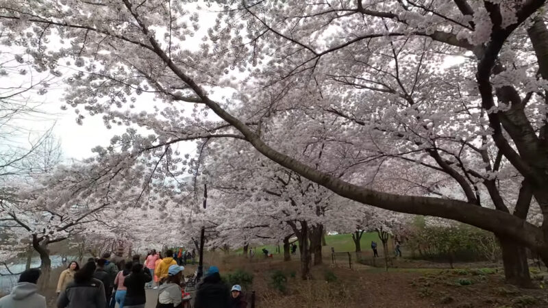 A scenic view of cherry blossom trees in full bloom, with visitors walking along a path beneath the delicate pink flowers