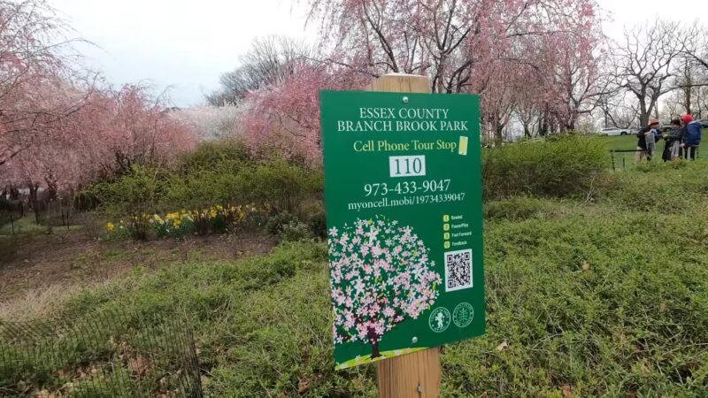 Tips for Attending the Festival - Branchbrook Park Cherry Blossom Festival