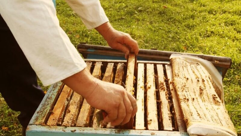 A beekeeper carefully removes a frame of honeycomb