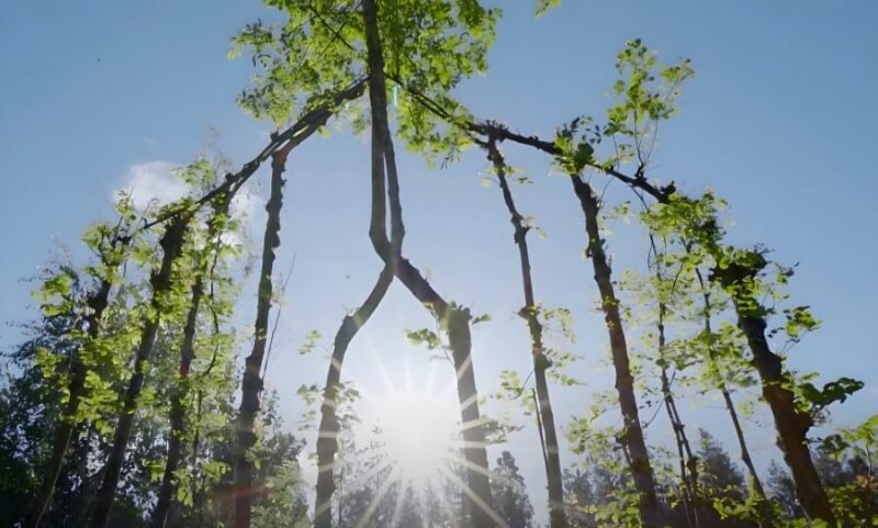 Sun shining through a natural archway formed by the trees