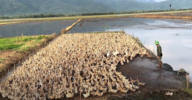 A large flock of ducks densely packed in a field